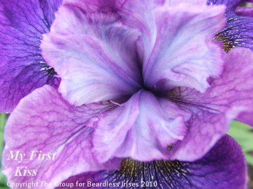 sib My First Kiss (2)